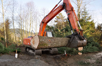 Tree Removal Mission BC