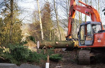 Tree Removal Mission BC
